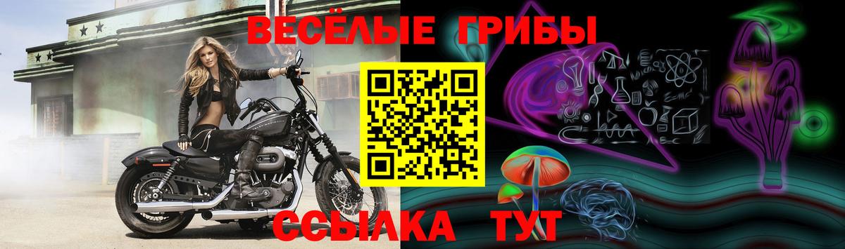 Псилоцибиновые грибы мицелий  Галлюциногенные грибы Psilocybe  сколько стоит  Вятские Поляны  Вход с VPN 